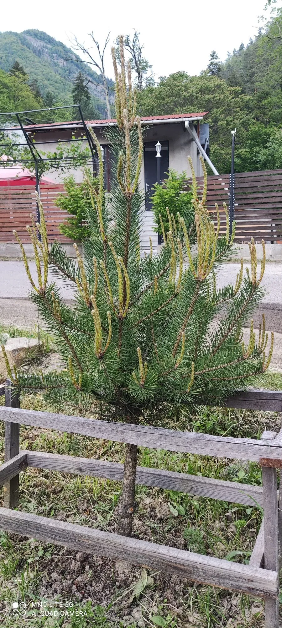 _large__50