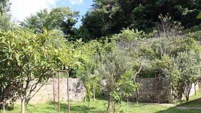 Зелёный дом_2