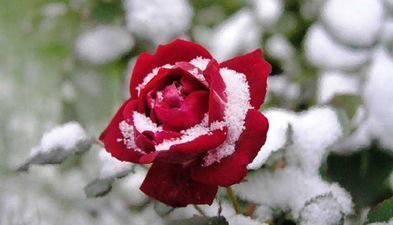 Калипсо Квариати Инн_8