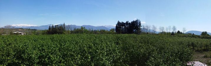 Дом в Мартвили_3