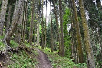 Звиад Гостевой Дом_4