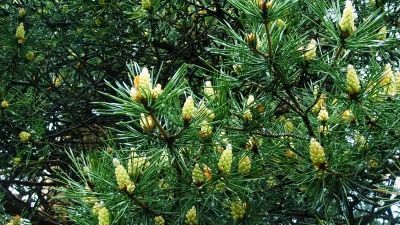 Эко Коттеджи_7