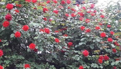 Нато и Ладо_2