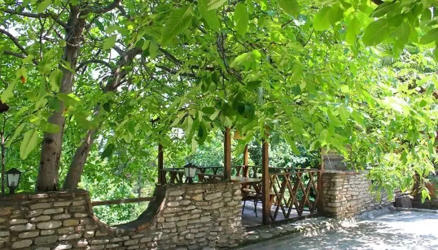 Реби Гурджаани — Фото 6