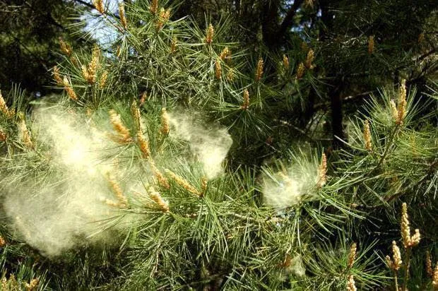 Мтис Броли — Фото 10